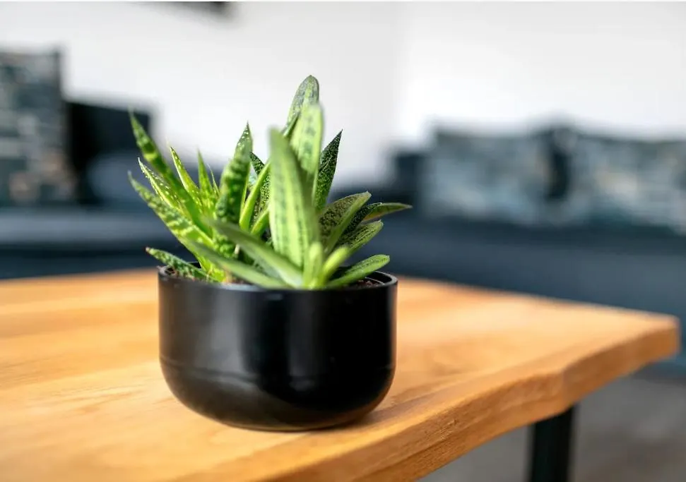 Apartamento Rose Berlín